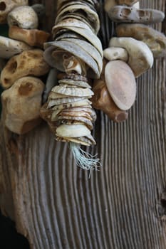 A portrait format image of sea shells and stones stringed together on a piece of plastic rope found on the beach. All set against a piece of drift wood.