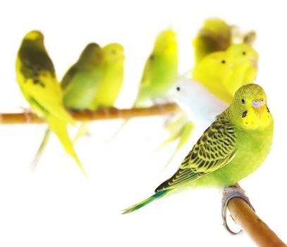 Beautiful Yellow Parrots isolated on white background