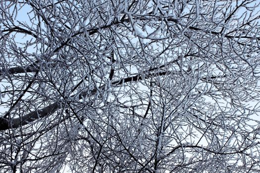 Winter trees covered with hoarfrost against a blue sky