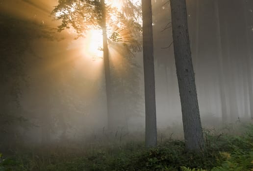 the sun goes up in the forest