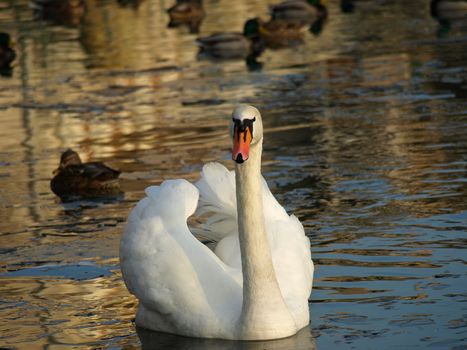 PROUD SWAN ON LAKE WATER