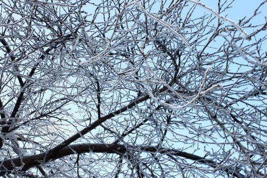 Winter trees covered with hoarfrost against a blue sky