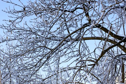 Winter trees covered with hoarfrost against a blue sky