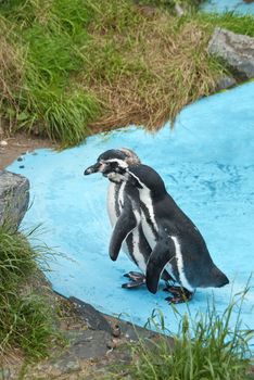 Couple of Magellanic Penguins, Spheniscus magellanicus, or South American penguins in water