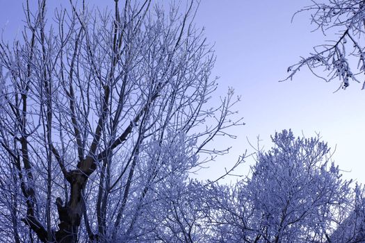 Winter trees covered with hoarfrost against a blue sky