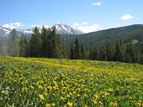 A photograph of flowers in the mountains.