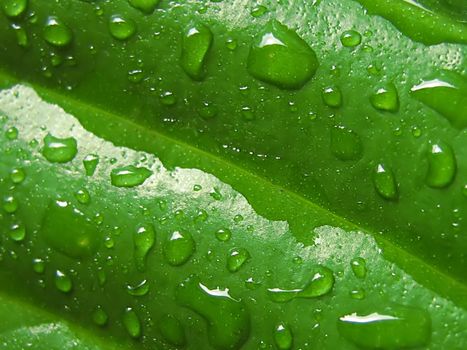 A photograph of leaves detailing their texture.