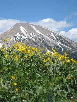 A photograph of flowers in the mountains.