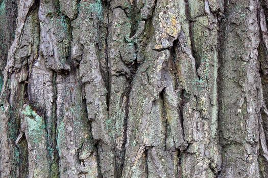 we see old wood texture with moss