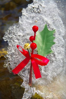 holly berry on a real snowy icy surface