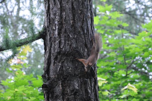 Small squirrels run in wood on trees