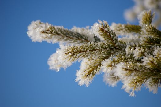 hoarfrost on a branch against blue sky