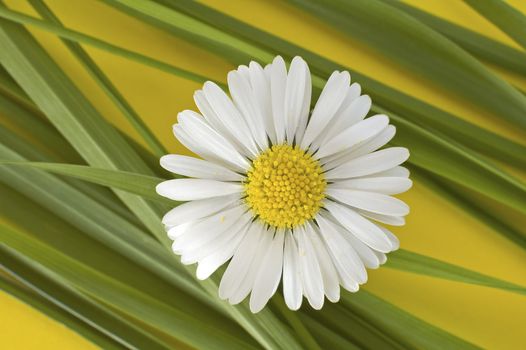 daisy on yellow background with green grass