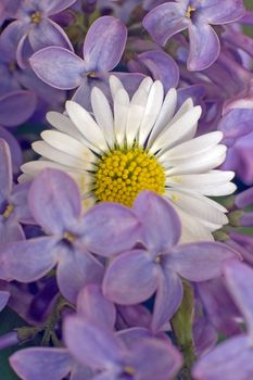 white daisy in the middle of purple flowers, shallow depth of view