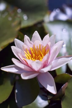 Hardy Water Lily on green leaves packground