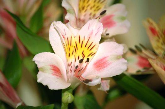 Vibrant bouquet of Alstroemeria flowers.