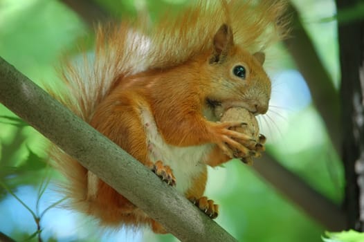 A squirrel on a branch gnaws a nut.