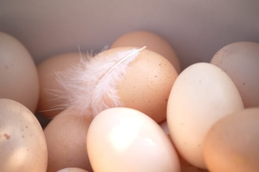 Chicken testicles on a poultry farm