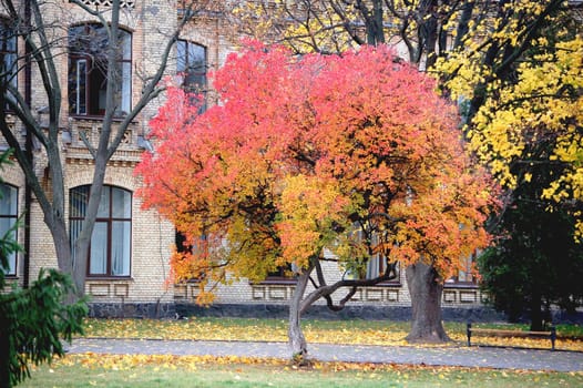 Tree with a red foliage in the garden