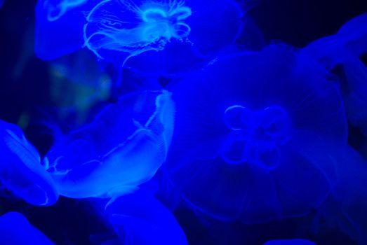 many beautiful blue moon jellyfish in aquarium