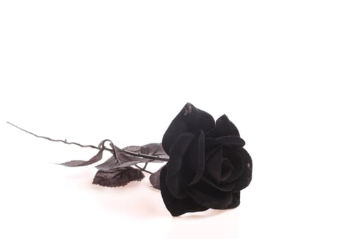 Black rose over white isolated against a white background with copy space