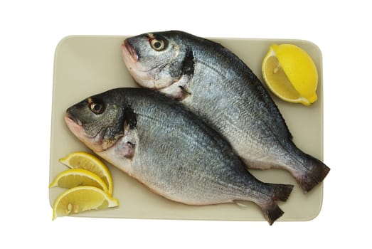 Two raw denis( sea bream) fishes with lemon  on squre ceramic plate isolated on white  