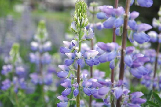 Purple Wild Lupines on a Sunny Spring Morning