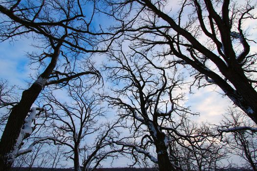 Twisted trees creep towards the sky during a cloudy winter day in Illinois