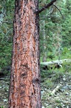 Pine Forest in the Mount Charleston area northwest of Las Vegas - Nevada.