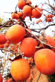 Ripe persimmon fruits hanging in branches in autumn