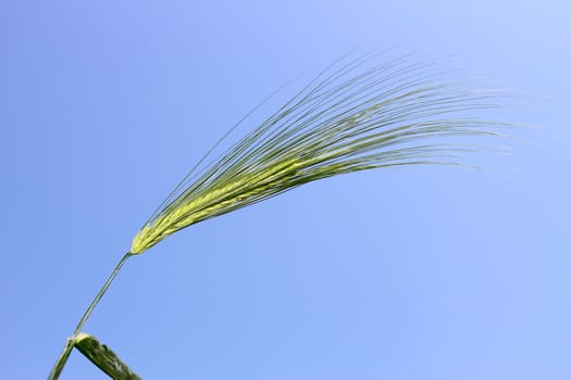 Blooming green ear of barley on the background the of blue sky