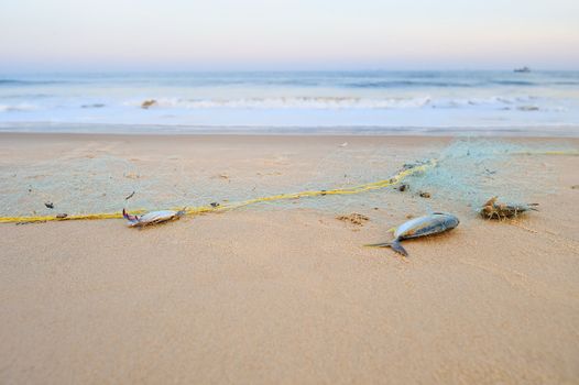 Dead fish in the fishing net, on the beach