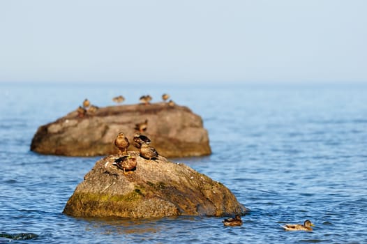 Mallard ducks are relaxing on the big boulders at sea