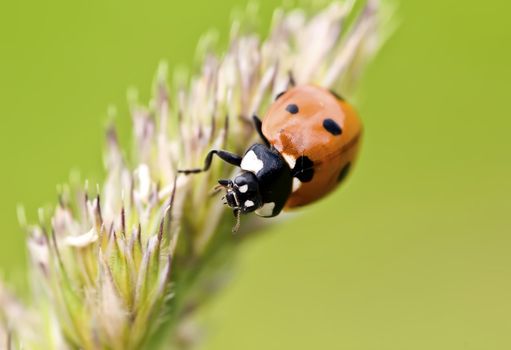 close up view of a ladybug