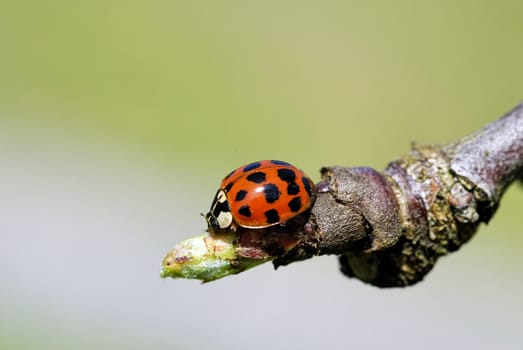 a ladybug