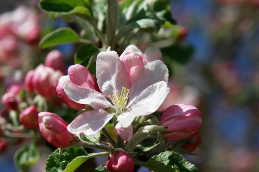 apple blossoms against blue sky on a sunny day