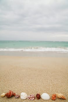 beautiful shells on very nice beach, focus in on the shells (shallow DOF)............