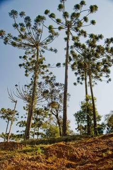 A grove of brazilian pine trees (Araucaria angustifolia - Araucariaceae), typical of Southern Brazil.