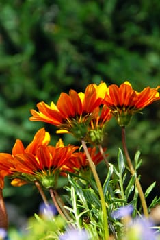 several growing orange Gazania flower over green background