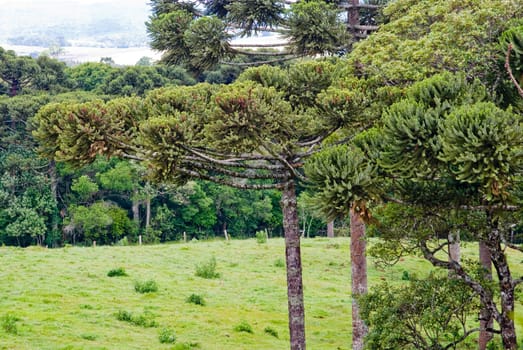 A grove of brazilian pine trees (Araucaria angustifolia - Araucariaceae), typical of Southern Brazil.