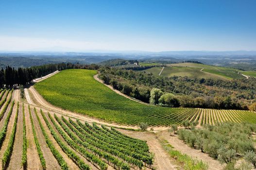 Tuscan fields, vineyards and olive trees