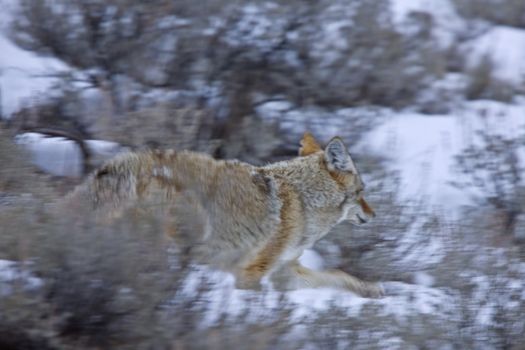 Yellowstone Park Wyoming Winter Snow coyote