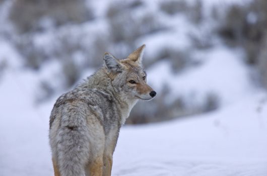 Yellowstone Park Wyoming Winter Snow coyote