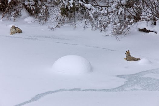 Yellowstone Park Wyoming Winter Snow coyote