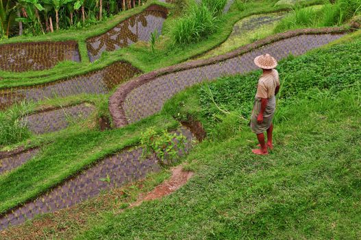 Balinese rice field terrace and man