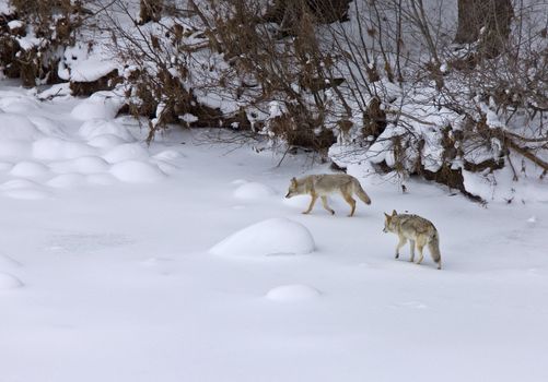 Yellowstone Park Wyoming Winter Snow coyote