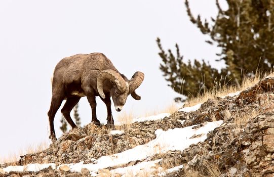 Yellowstone Park Wyoming Winter Snow Big Horn Sheep