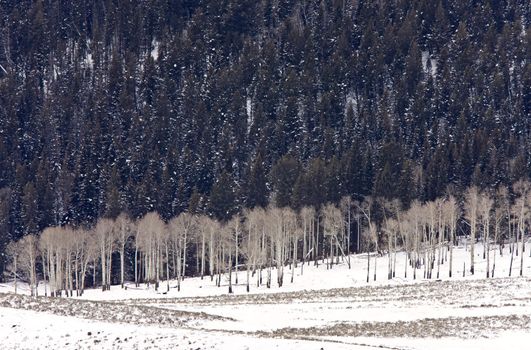 Yellowstone Park Wyoming Winter Snow