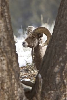 Yellowstone Park Wyoming Winter Snow Big Horn Sheep