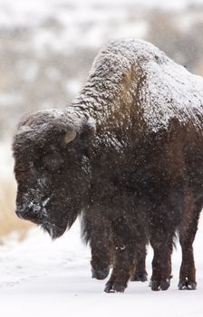 Bison Buffalo Wyoming Yellowstone